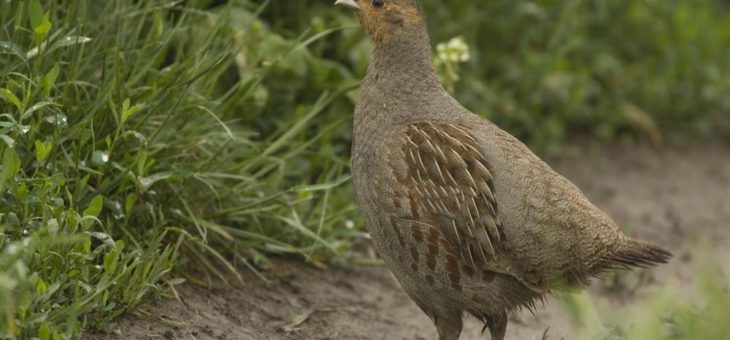 NGOs: Europäische Wiederaufbaugelder lassen die Natur links liegen