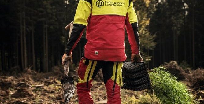 Internationaler Tag der Wälder – Millionen junger Bäume für den Landeswald