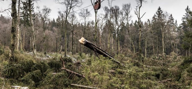 Wasserknappheit und Klimawandel – Die Katalysatoren der Waldmoor-Belebung