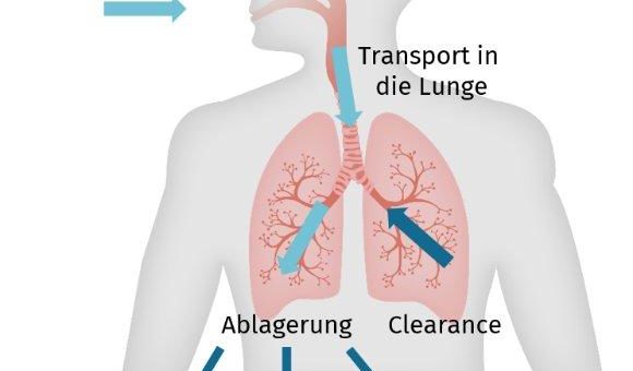 Welche Luftfeuchtigkeit ist die richtige?