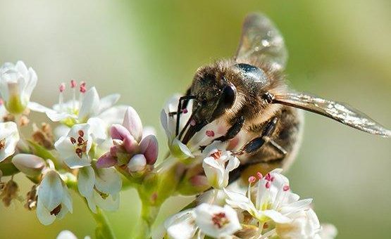 Blühstreifen erhöhen die Fitness von Wildbienen