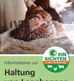 Nicht nur zu Ostern: „EinSichten“ in die Hühnerhaltung