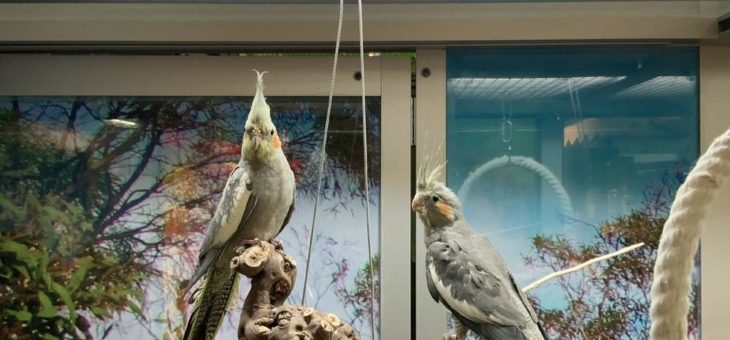 Ins rechte Licht gerückt: Wie sich Ziervögel wohlfühlen