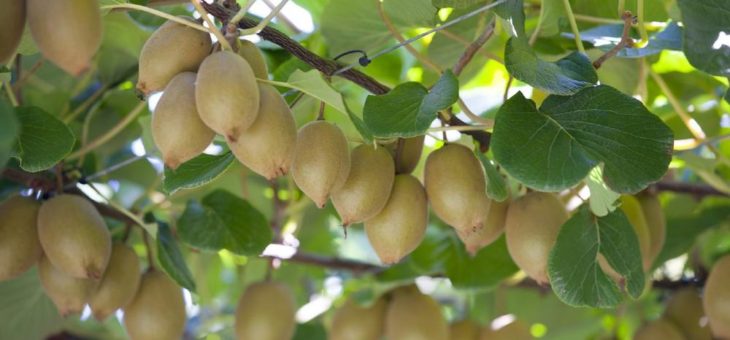 WWOOFing: Unvergessliches Sabbatjahr auf dem Lande