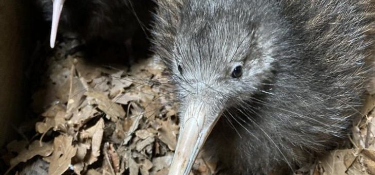 Kiwi-Jubiläum: Der 50. Schlupf im Frankfurter Zoo