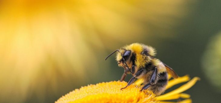 Faszino“summ“ Wildbienen