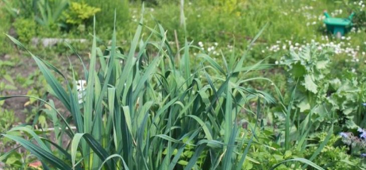 Teilnahme am Garten-Wettbewerb bis 30. April möglich