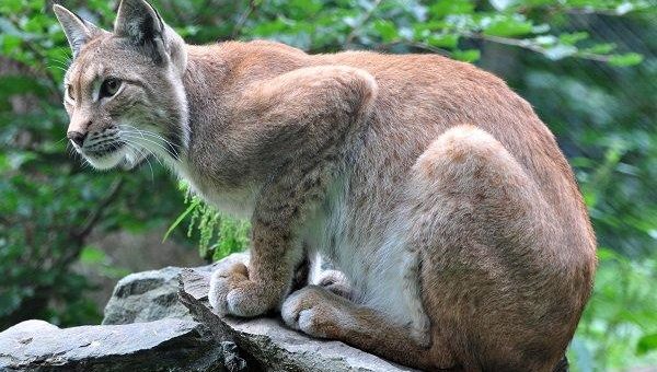 Naturschutzinitiative (NI) fordert zum Regionalplan Arnsberg