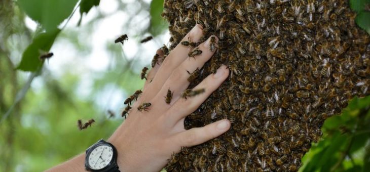 Bienenhaltung – alles andere als easy