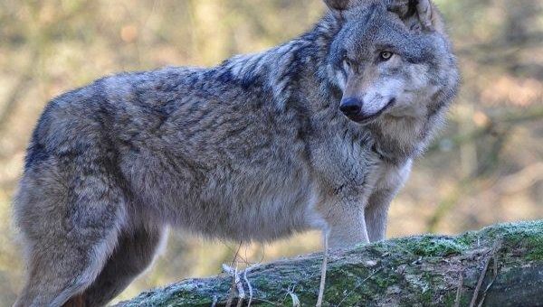 Der Wolf ist zurück, um zu bleiben!