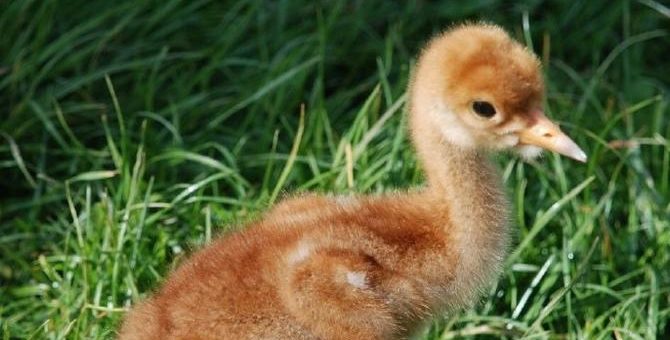 Kranichküken sind nicht verlassen