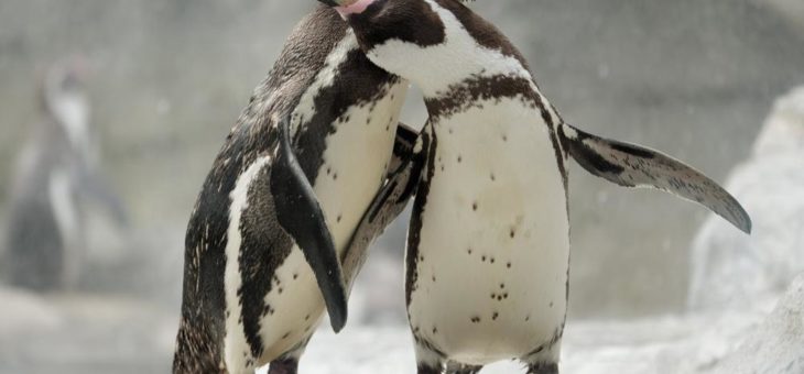 Der Zoo am Meer öffnet am 28. April 2021