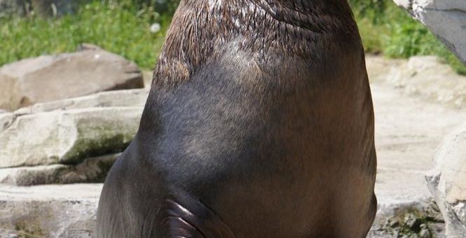 Trauer im Zoo am Meer um Seelöwenbulle Sailor