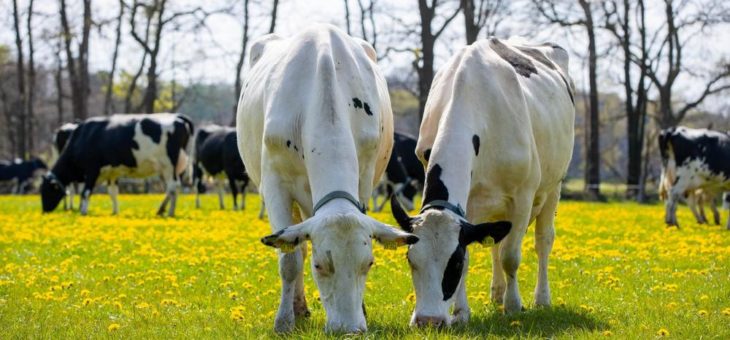 Artgerechte Weidehaltung für beste Bio-Milch