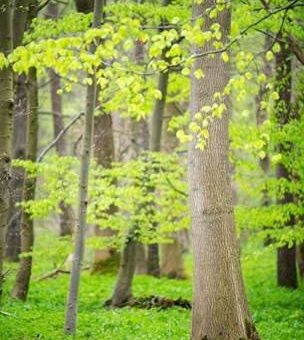 In der Natur wird es grün – Bäume nehmen ihre Arbeit für den Klimaschutz auf