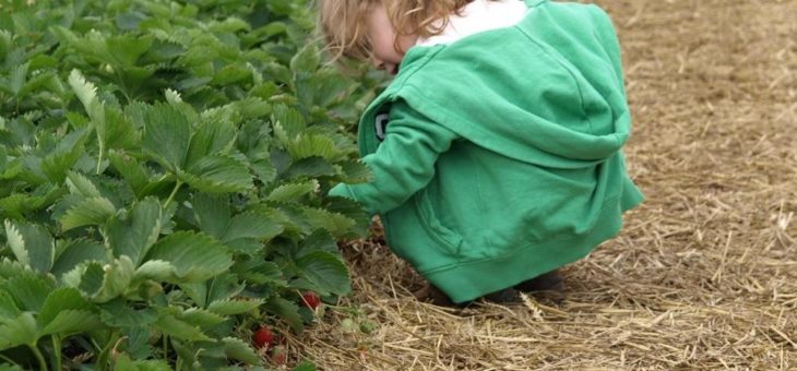 Erdbeeren zum Selberpflücken: Später als üblich