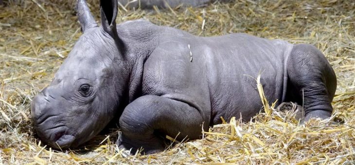 Der Serengeti-Park hat ein junges Dickhäuter-Trio!