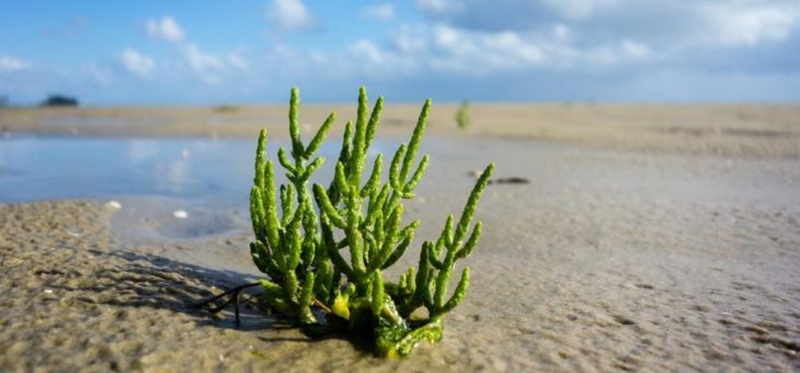 Ausgezeichnet! Cuxhavener Strandhotel Duhnen erntet Früchte für erfolgreichen „Umweltdialog“