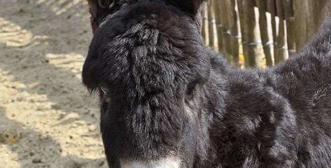 Seltenes Baudet du Poitou-Fohlen im Kölner Zoo zur Welt gekommen
