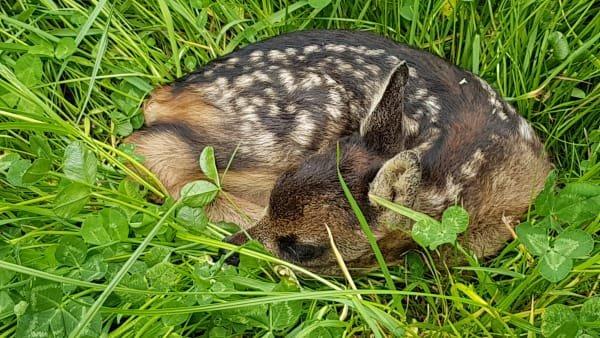Drohnen-Kaskoversicherung ergänzt ab sofort die Jagd-Haftpflichtversicherung
