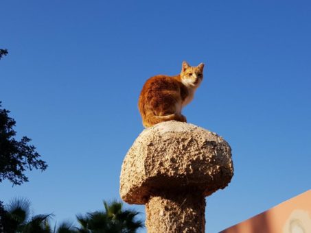 Tierischer Jahresrückblick