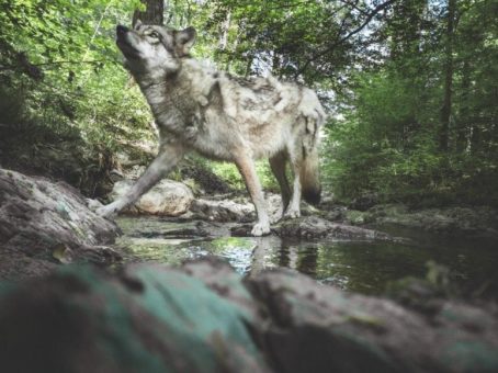 Online-Auktion: Ersteigern Sie faszinierende Fotografien zugunsten der Parkinsonforschung