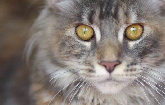 Schnell erkennen und behandeln / Augenkrankheiten bei der Katze