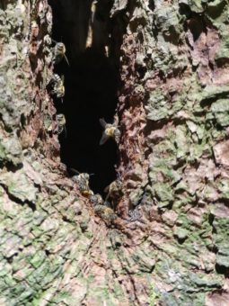 Wild lebende Honigbienen wohnen im Stamm einer Harzfichte