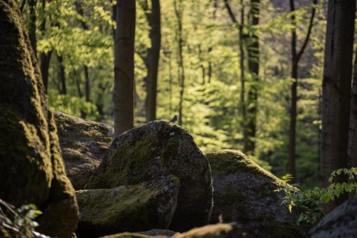 Felsenmeer Informationszentrum öffnet Anfang Juni- Naturfotos werden prämiert