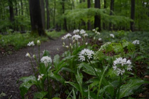 Der Bärlauch blüht im Nationalpark Hainich
