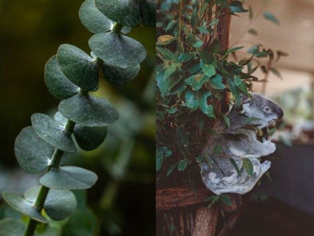 Super-Scent Eukalyptus: Der immergrüne Helfer – nicht nur in der Pollenzeit