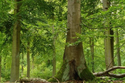 Neue Website für das UNESCO-Welterbe „Buchenwälder“