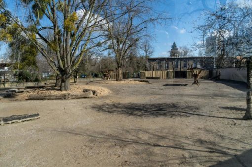 Auf Streife: Neue Grévy-Zebraanlage im Kölner Zoo