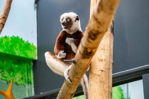 Erstmals in Europa: Besonders seltene Coquerel-Sifakas ab sofort im Kölner Zoo zu sehen