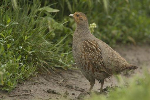 Gesucht: Vogel des Jahres 2021