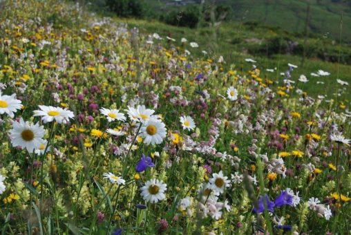 Das Artensterben stoppen! EuroNatur-Preis für Forschende des Weltbiodiversitätsrats