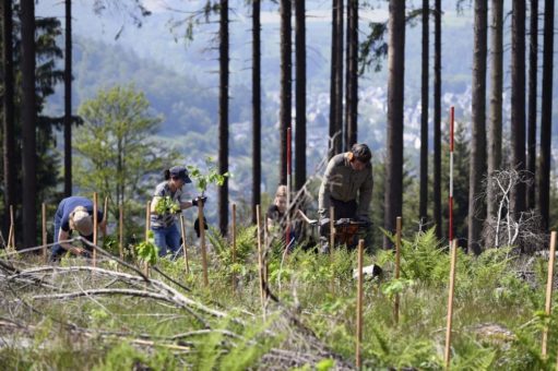 burgbad forstet auf