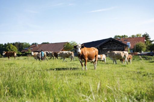 Naturjoghurt – was macht den Unterschied?