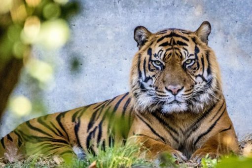 Abschied von Sumatra-Tiger VANNI