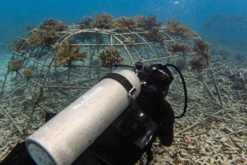 Korallenschutzprojekt 2.0: Nach der erfolgreichen Phase Eins, startet Fregate Island Private zusammen mit Blancpain und coralive in Runde Zwei