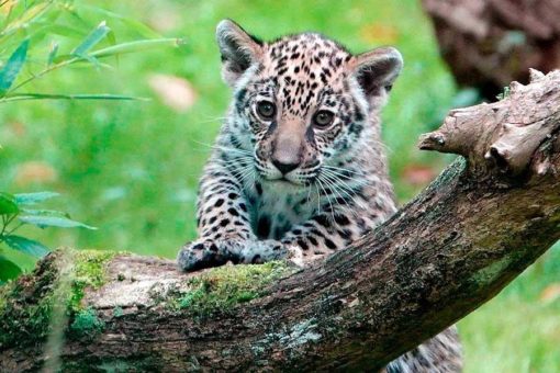 DAA Rostock übernimmt Tierpatenschaft von Jaguar „Yuna“