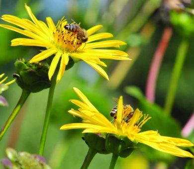 Stromerzeugung, Klima-, Umwelt- und Insektenschutz schließen sich nicht aus!