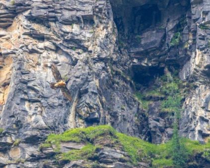 Jäger schaffen Lebensraum für den Bartgeier