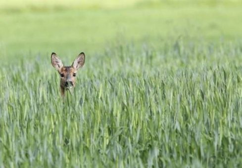 Grünroggen – eine ökologische Falle?