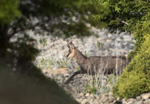 Die Gams zwischen Iller und Argen – Projekt soll Konflikt um die Gämsen lösen