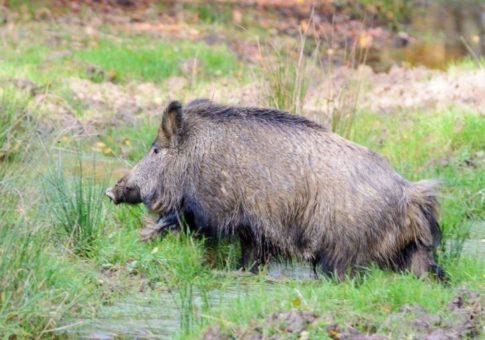 Strahlende Wildschweine in bayerischen Wäldern