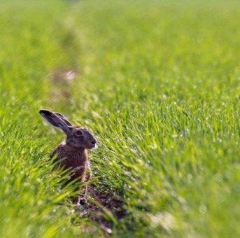 „Mein Name ist Hase!“