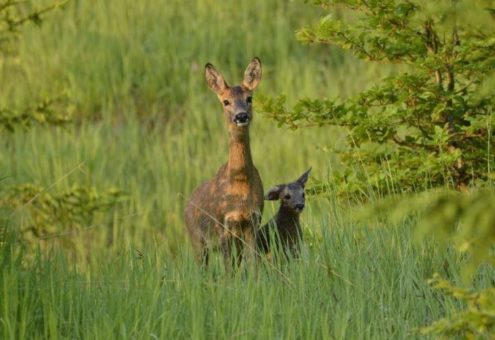 Nabu und ÖJV wollen 1,5 Mio. Rehe mehr schießen: Bayerische Jäger wehren sich