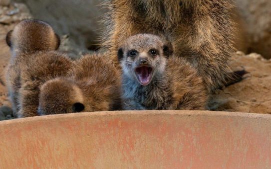 Aus der Höhle, fertig, los: Quirliger Erdmännchen-Nachwuchs im Kölner Zoo zu sehen