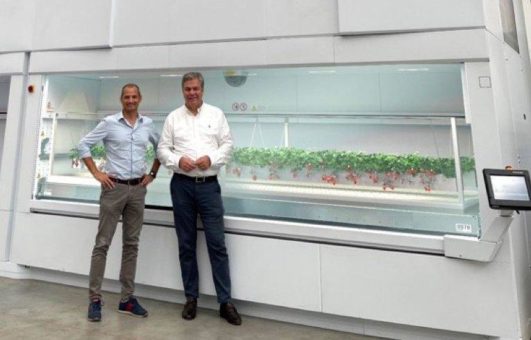 Münchner Unternehmen &ever und Partner Modula bringen die weltweit ersten Vertical Farming Anlagen für Erdbeeren auf den Markt